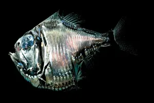 Creature Prints: Deep-Sea Hatchetfish