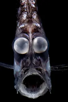 Atlantic Prints: Deep Sea Hatchetfish