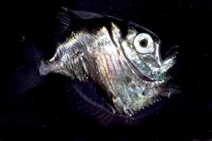 Captivity Prints: Deep Sea Hatchetfish