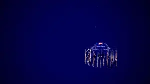 Floor Prints: Deep-sea Jellyfish