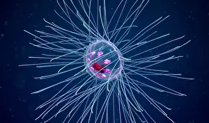 Floor Prints: Deep Sea Jellyfish (Crossota millsae)