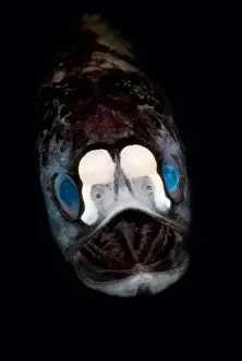 Creature Prints: Deep-Sea Lanternfish