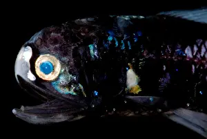 Creature Prints: Deep-Sea Lanternfish