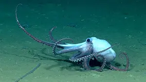 Octopodes Prints: Deep-sea Octopus