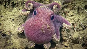 Ecology Prints: Deep Sea Octopus (Bathypolypus bairdii)