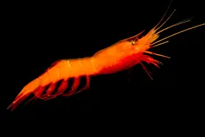 Orange Prints: Deep-Sea Prawn