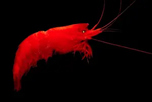 Deep Ocean Prints: Deep-Sea Prawn