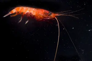 Shellfish Prints: Deep Sea Prawn