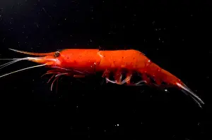 Deep Sea Prawn