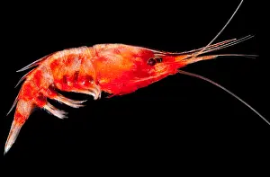 Scattering Prints: Deep Sea Shrimp