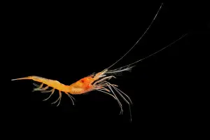 Larvae Prints: Deep Sea Shrimp