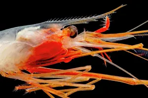 Decapod Prints: Deep Sea Shrimp (Bathypalaemonella serratipalma)