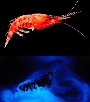 Cloud Prints: Deep Sea Shrimp with luminous cloud