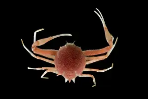 Arthropod Prints: Deep Sea Spiny Crab (Paralomis hystrix)