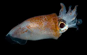 Deep Ocean Prints: Deep Sea Squid