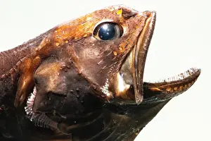 Fish Prints: Deep-Sea Swallower