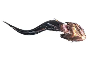 Dark Prints: Deep-Sea Swallower