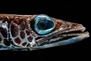 Tooth Prints: Deep-Sea Waryfish