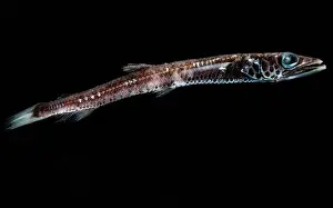 Bathypelagic Prints: Deep-Sea Waryfish