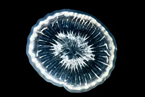 Natural Prints: Deep-Water Bioluminescent Jellyfish