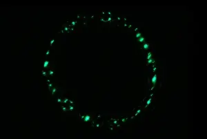 Natural Prints: Deep-Water Bioluminescent Jellyfish