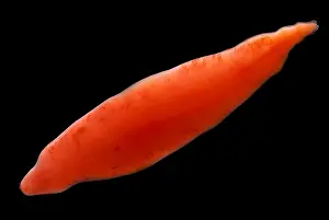 Deep Water Flatworm