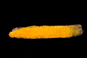 Cut Outs Prints: The deep water flatworm, Bathynemertes sp
