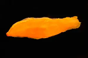 The deep water flatworm, Bathynemertes sp