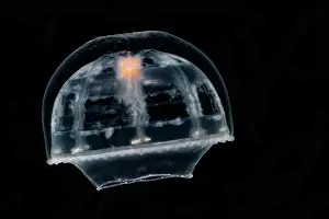 Abyssopelagic Prints: Deep-Water Jellyfish