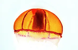 Deep-Water Jellyfish
