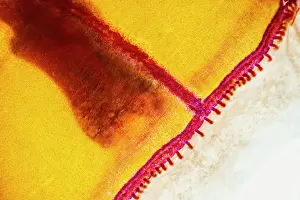 Deep-Water Jellyfish