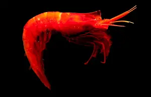Deep Water Shrimp