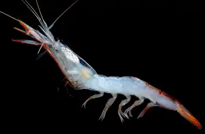 Scattering Prints: Deep Water Shrimp