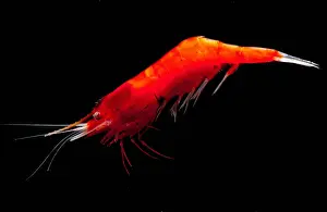 Deep Water Shrimp
