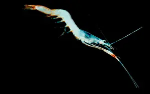 Decapod Prints: Deep Water Shrimp, Pasiphaeidae