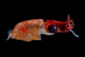 Cephalopod Prints: Deepsea Squid
