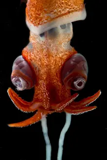 Zooplankton Prints: Deepsea Squid (Bathyteuthis sp.)