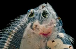 Transparent Prints: Deepwater Dab