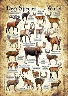 Poster Prints: Deer Species of the World