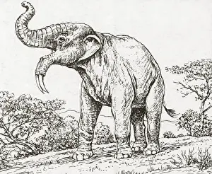 Prehistoric Prints: Deinotheriumn, Extinct Prehistoric Mammal