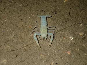 Work Prints: Delaware County Cave Crayfish (Cambarus subterraneus)