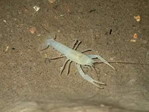 Field Prints: Delaware County Cave Crayfish (Cambarus subterraneus)