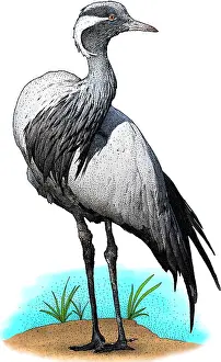 China Prints: Demoiselle Crane, Illustration