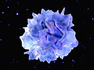 Pathological Prints: Dendritic cell
