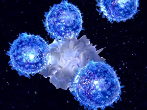 Many Science & Medical Prints: Dendritic cell presenting an antigen to T-lymphocytes