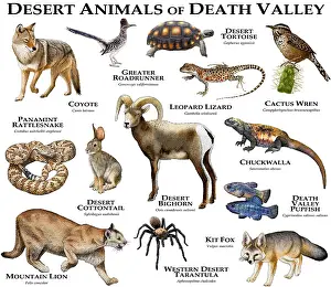 Poster Prints: Desert Animals of Death Valley