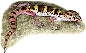 West Prints: Desert Banded Gecko