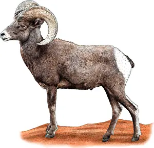Canadensis Prints: Desert Bighorn