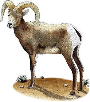 Bovidae Prints: Desert Bighorn Sheep