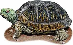 Tortoises Prints: Desert box turtle